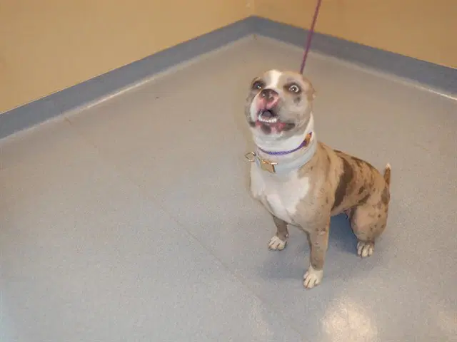 Dama - Pit Bull Terrier