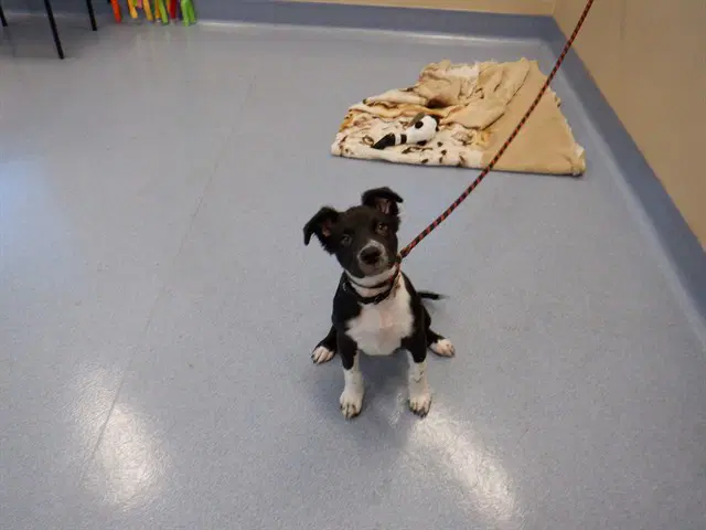 Oreo - Border Collie