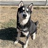 adoptable Dog in modesto, CA named KAI