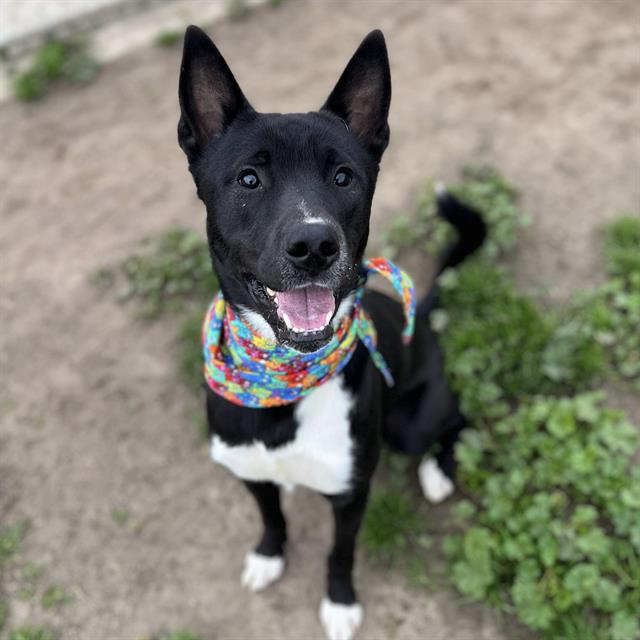 adoptable Dog in Modesto, CA named *BADGER