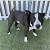 adoptable Dog in modesto, ca, CA named *DINO