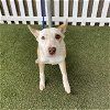 adoptable Dog in modesto, ca, CA named *CINDER