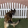 adoptable Dog in modesto, ca, CA named *DRAKE