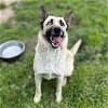 adoptable Dog in modesto, ca, CA named *ESME