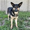 adoptable Dog in modesto, ca, CA named *CHELSEA