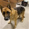 adoptable Dog in modesto, ca, CA named *EARL