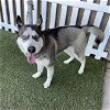 adoptable Dog in modesto, ca, CA named *CAMILLA