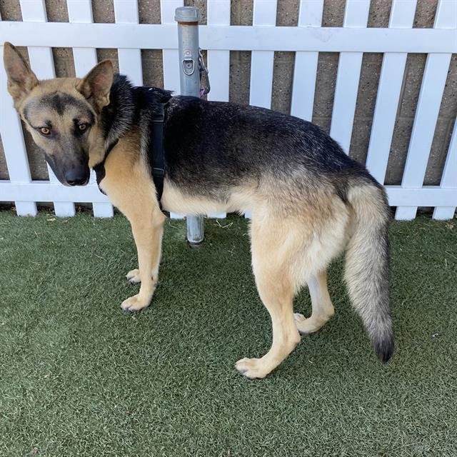 adoptable Dog in Modesto, CA named *FENRIR