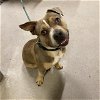 adoptable Dog in  named TAHOE