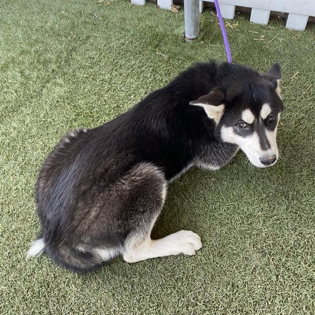 adoptable Dog in Modesto, CA named *CANYON