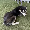 adoptable Dog in modesto, ca, CA named *CANYON