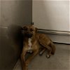 adoptable Dog in modesto, ca, CA named *CLEO