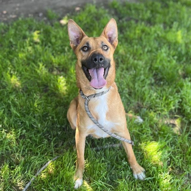 adoptable Dog in Modesto, CA named *CLEO