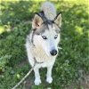 adoptable Dog in modesto, CA named KOA