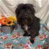 adoptable Dog in  named *TOTO