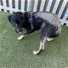 adoptable Dog in modesto, CA named *ITCHY