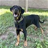 adoptable Dog in  named *CRIXUS