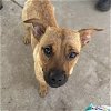 adoptable Dog in modesto, CA named LADY