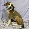 adoptable Dog in  named *MAGGIE