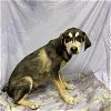 adoptable Dog in modesto, CA named *SCOUT