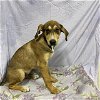 adoptable Dog in modesto, CA named *HUNTER