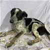 adoptable Dog in modesto, CA named *POE