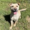 adoptable Dog in  named *OSWALD