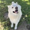 adoptable Dog in modesto, CA named *SQUISHY