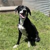 adoptable Dog in modesto, CA named *OLIVE
