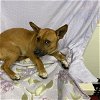 adoptable Dog in modesto, CA named *OSCAR