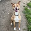 adoptable Dog in  named CHANCE