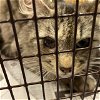 adoptable Cat in  named A584444