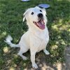 adoptable Dog in modesto, CA named *LUCILLE