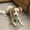 adoptable Dog in  named A584882