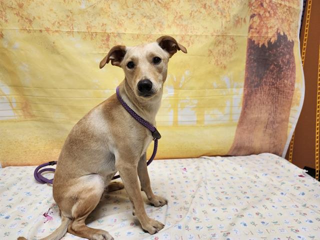 adoptable Dog in Modesto, CA named *DOROTHY