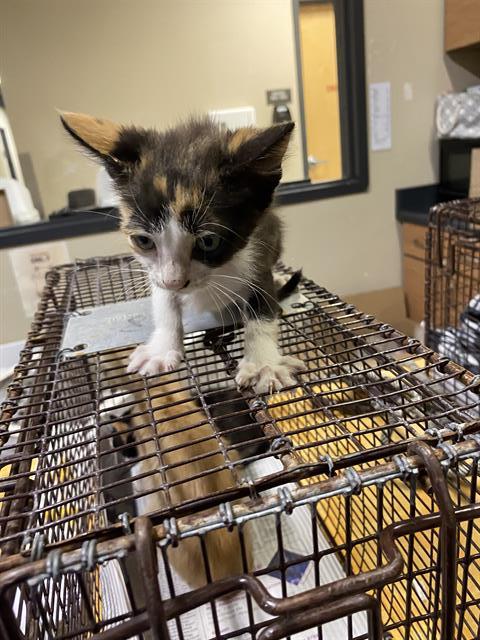 adoptable Cat in Modesto, CA named *GIGI