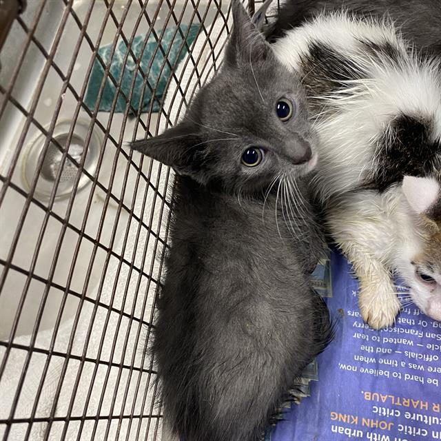 adoptable Cat in Modesto, CA named *RHAENYS