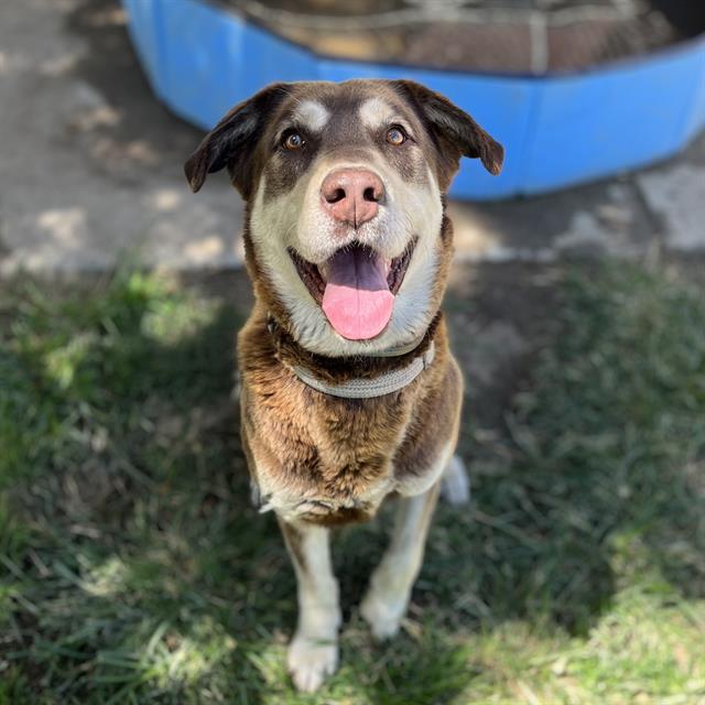 adoptable Dog in Modesto, CA named ZEUS