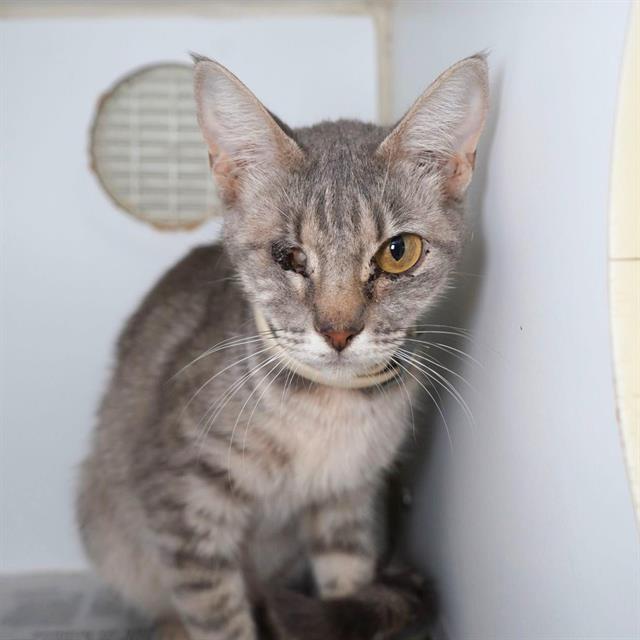 adoptable Cat in Modesto, CA named *JESSICAT