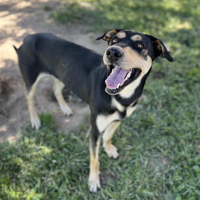 adoptable Dog in Modesto, CA named *NACHO