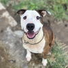 adoptable Dog in Modesto, CA named *KATANA