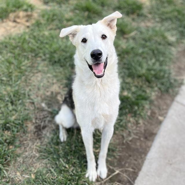 adoptable Dog in Modesto, CA named *GOOSE