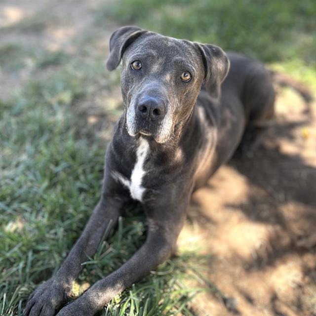 adoptable Dog in Modesto, CA named *SILVER FOX