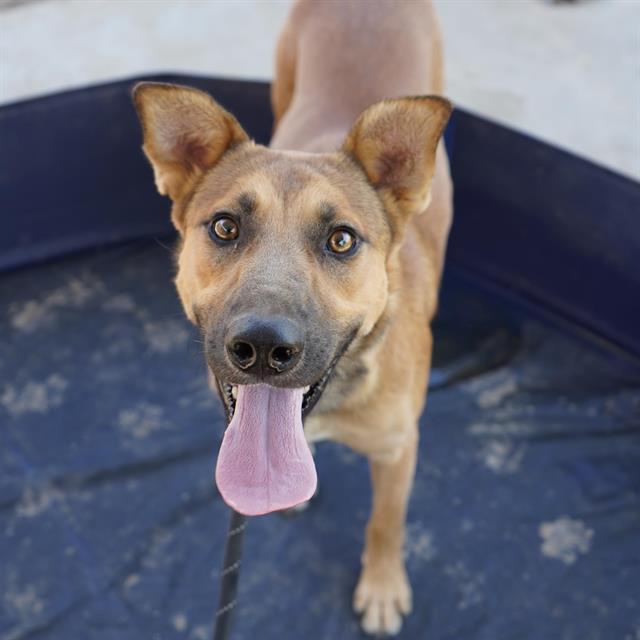 adoptable Dog in Modesto, CA named *CASPER