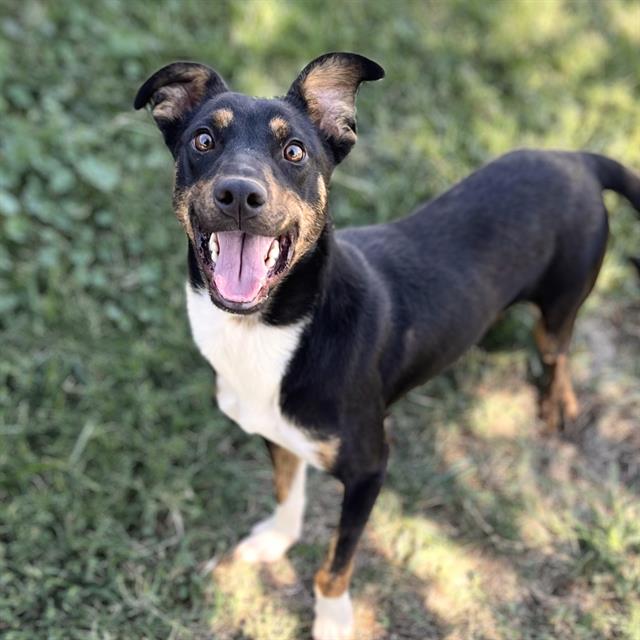 adoptable Dog in Modesto, CA named *A'JA