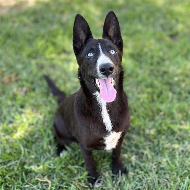 adoptable Dog in Modesto, CA named *LEGEND