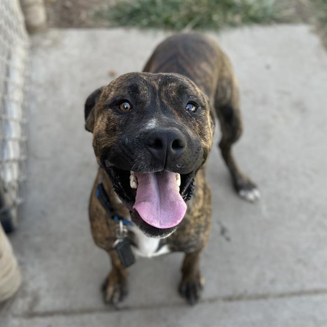 adoptable Dog in Modesto, CA named *MAGNUS