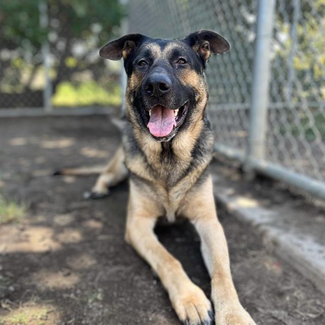 adoptable Dog in Modesto, CA named *JUNIOR