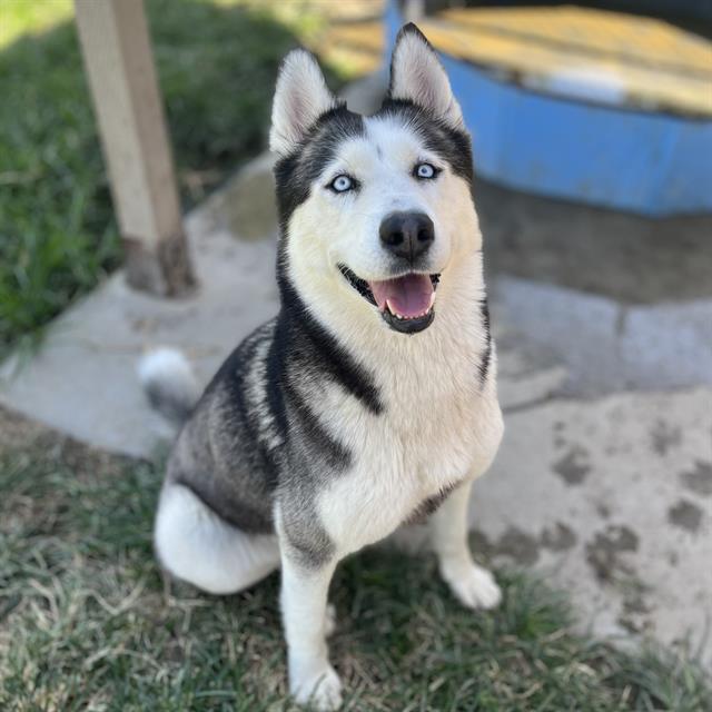 adoptable Dog in Modesto, CA named *TASHA