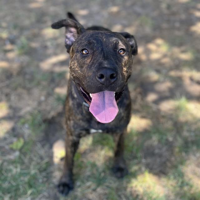 adoptable Dog in Modesto, CA named *MAX